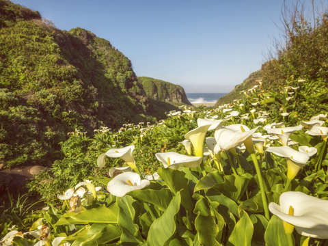 Calla lilies reaching to the sea