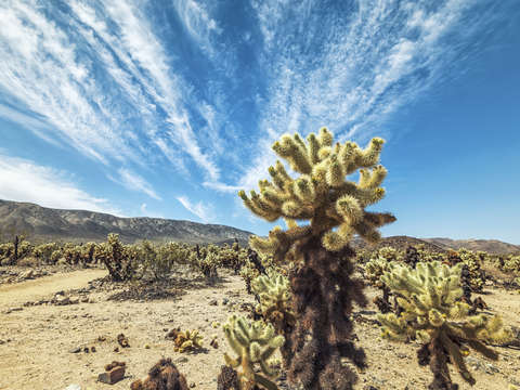 Clouds among the cholla