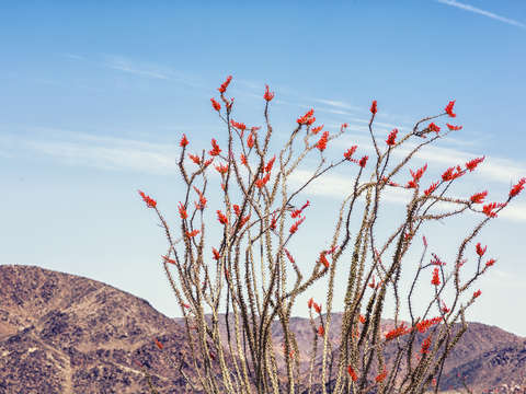 Bloom ocotillo bloom 1