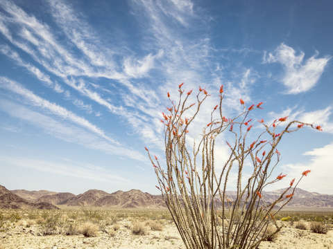 Bloom ocotillo bloom 2