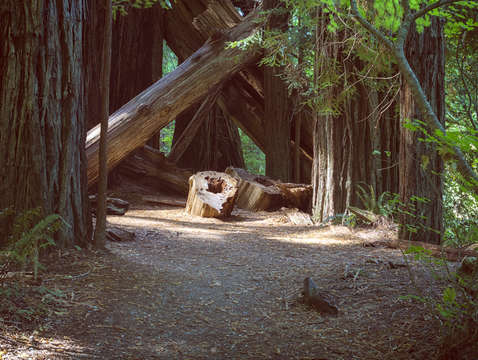 Light silence in stout grove