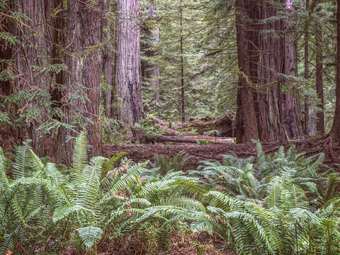 Get lost in the redwoods prairie creek