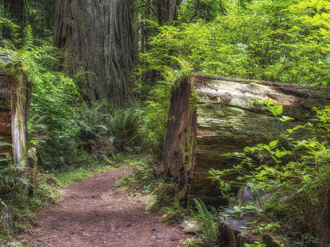 A path through the shire