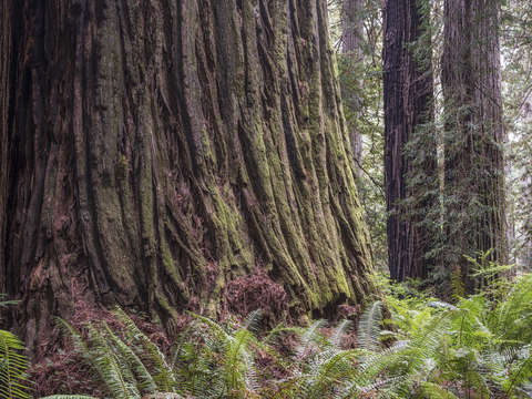 Silent guardians in the forest