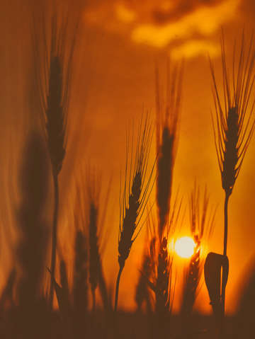Sunset wheat