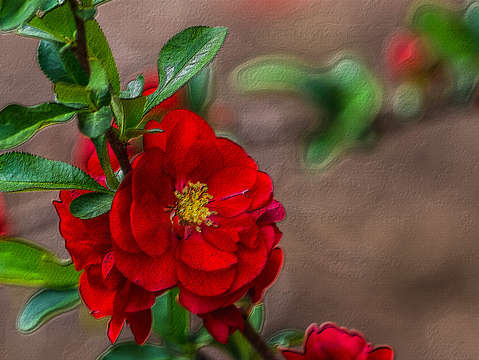 Red quince