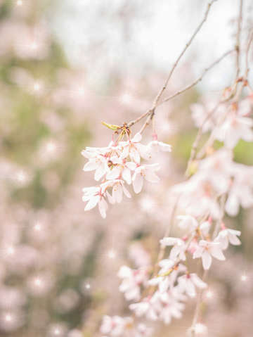 Bright weeping cherry sparkles