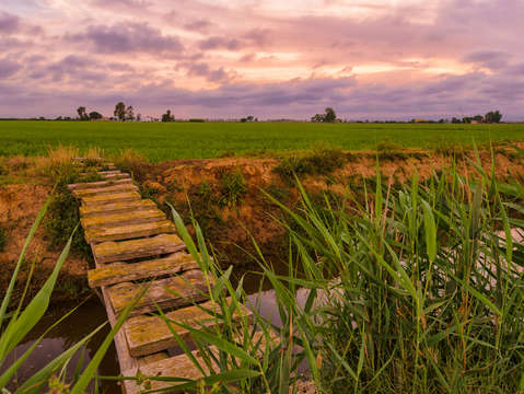 Rice fields at sunrise 2