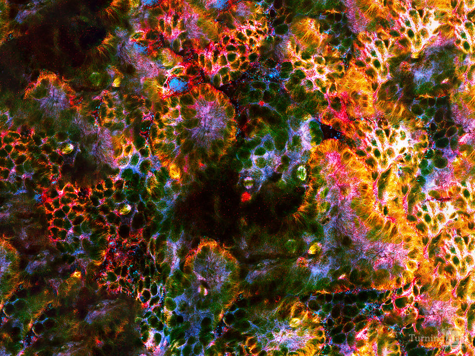Cats eye abstract
