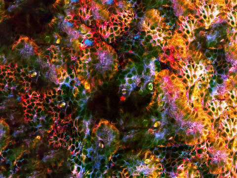 Cats eye abstract