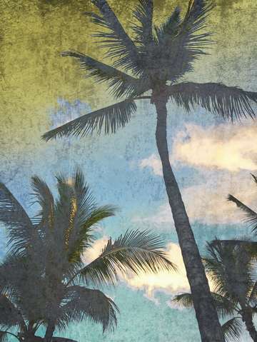 California palms 1