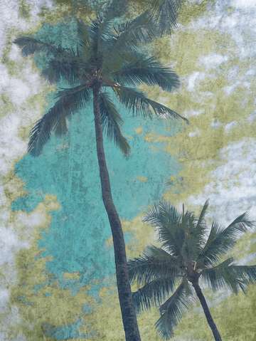 Blue beach palms