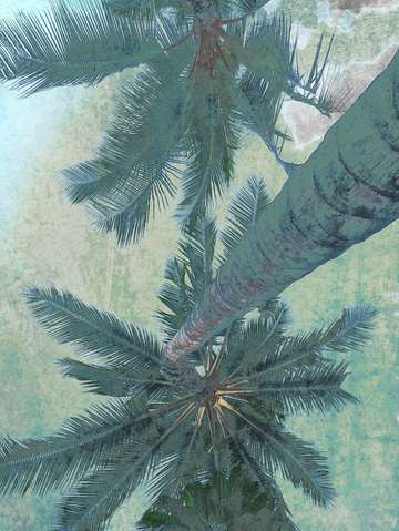 Blue beach palms 4