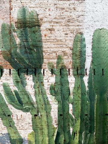 Green cactus garden 2