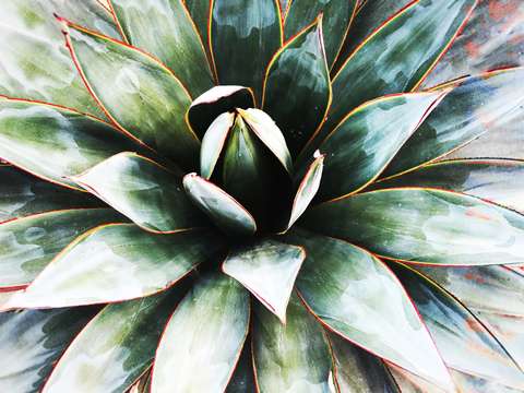 Agave heart 2