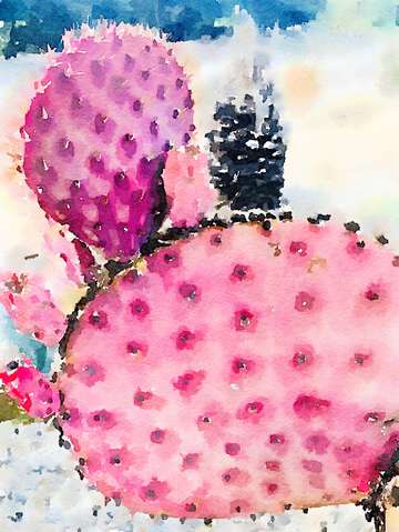 Rustic pink cactus 1