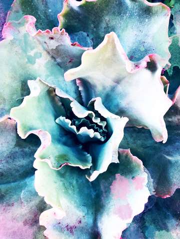 Pink blue succulent 1