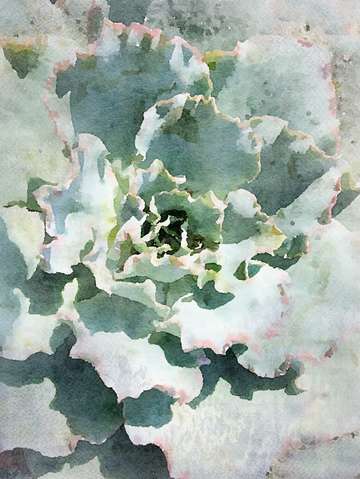 Succulent garden 15