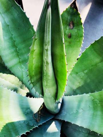 Green garden agave 3