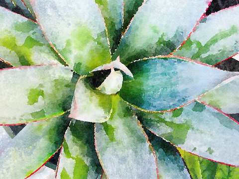 Elegant succulent