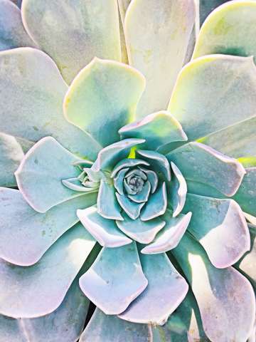 Unique succulent