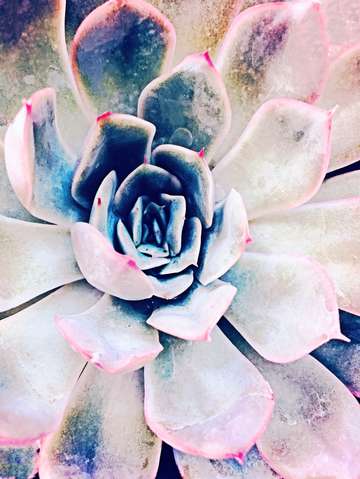 Pink succulent