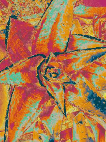 The desert flora