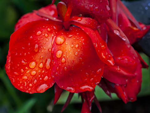 African arrowroot petals and raindrops
