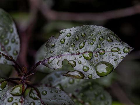 Wet leaves 2 2