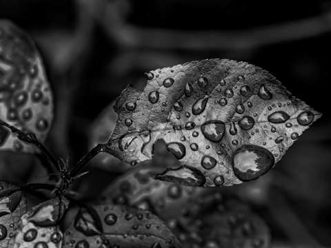 Wet leaves 3 2