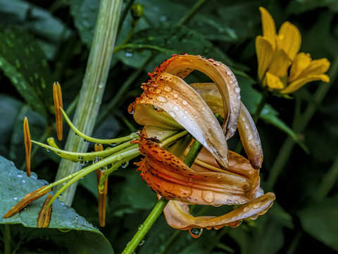 Tiger lily and raindrops