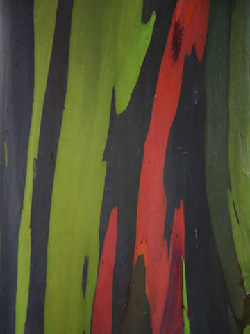 Rainbow eucalyptus