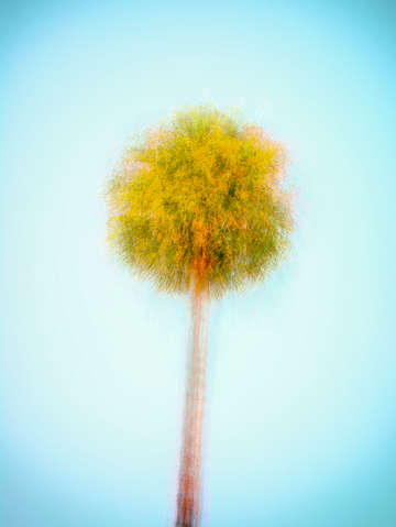 Vintage california palm