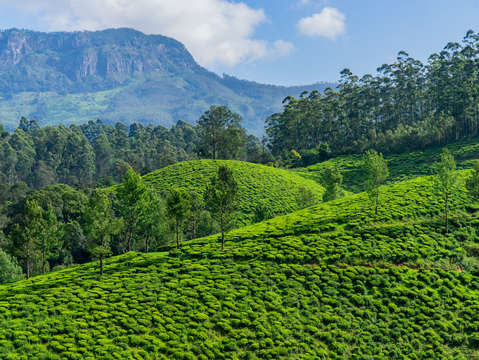 Munnar tea field