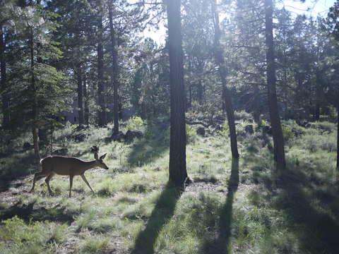 Deer
