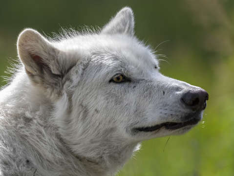 Alaskan white wolf