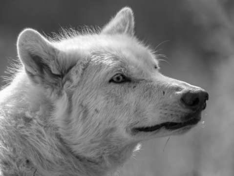 Alaskan white wolf bw
