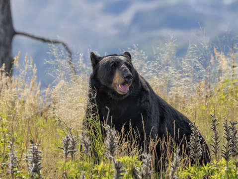 Wild black bear