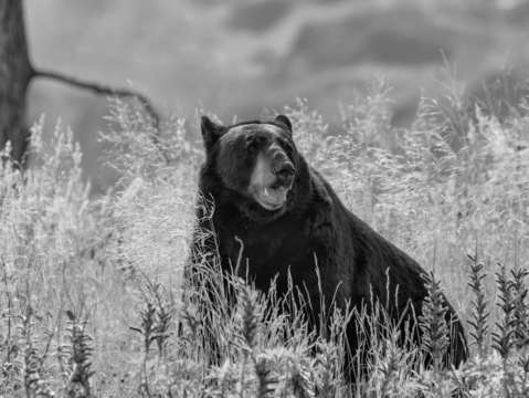 Wild black bear bw