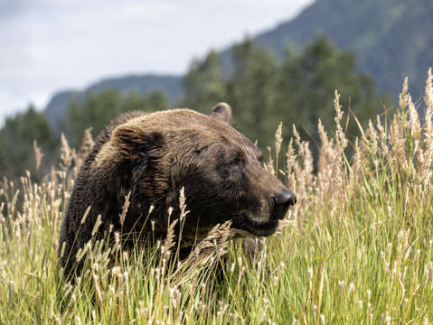 Brown bear in mountains