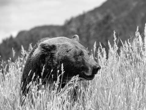 Brown bear in mountains bw