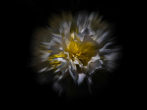 Backyard flowers 25 color flow version