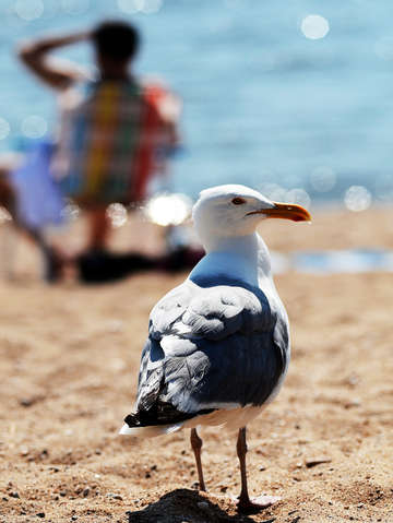 Summer larcency