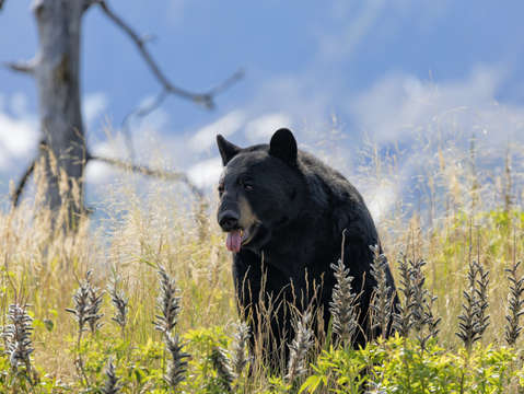 Black bear mountain