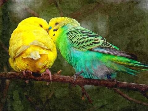 Budgie snuggles
