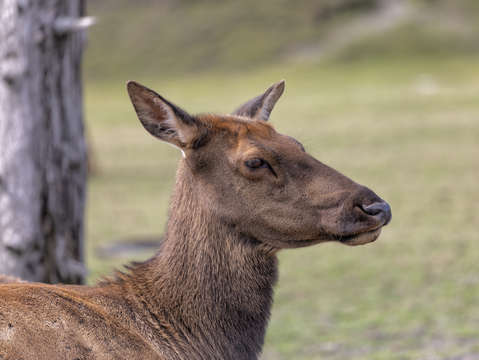 Grazing elk