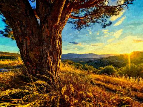 Gnarled tree at sunset