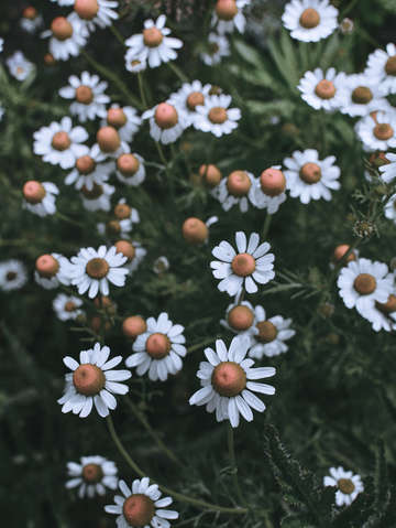 Fertile ground