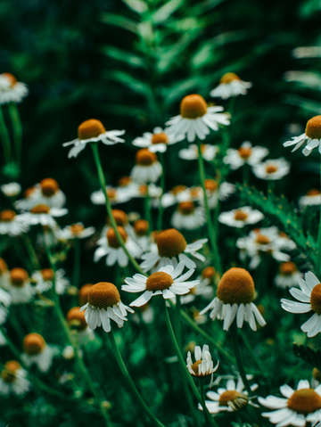 Wild abandon of summer