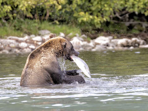 Bear lunch